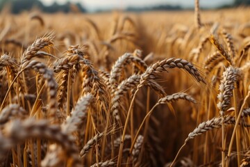 Fototapeta premium An endless field of ripe wheat in the rays of the sun, agricultural business concept 