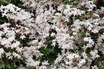 Jasmin en fleurs blanches
