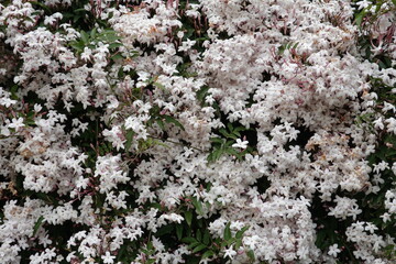 Jasmin en fleurs blanches
