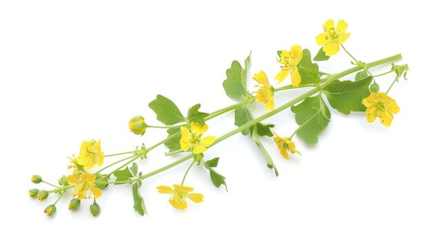 Isolated white background Wild mustard flowering