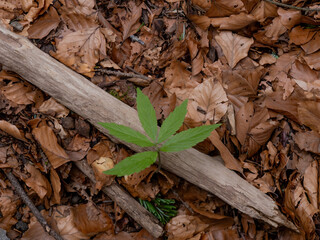 Sol de foret