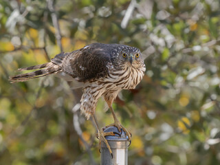 Juvenile Cooper's Hawk in Arizona