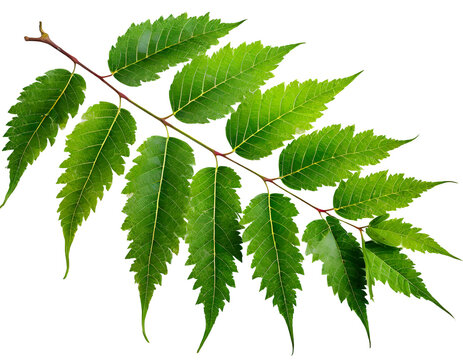 Realistic fresh neem leaves