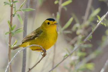 Male Wilson’s Warbler in Alaska 