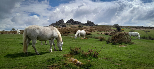 British Dartmoor Ponies Grazing in the Wild Landscape