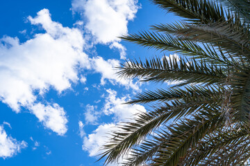 A palm tree is shown with its leaves spread out in the sky. The sky is blue with a few clouds scattered throughout. Scene is peaceful and serene, with the palm tree providing a sense of calmness