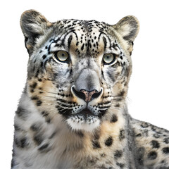 Realistic snow leopard