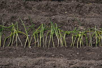 ネギの植え替え　九条ねぎ