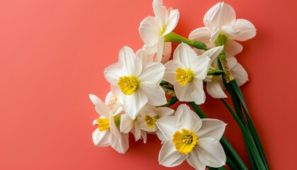 Fototapeta premium Narcissus flowers arrangement on coral peach background Flat lay top view