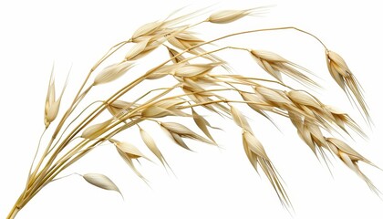 Oat plant isolated without shadow on white background