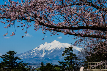 Mount Fuji on a sunny day with cherry blossoms