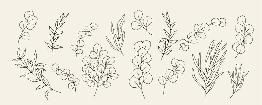 Line art eucalyptus branches collection