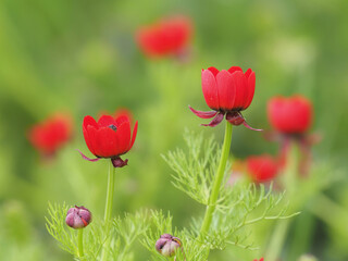 Red flowers of the large pheasant eye on a field in spring, Adonis flammea - obrazy, fototapety, plakaty