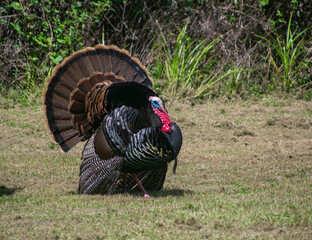 Male Turkey (Tom) in full display. This is the Rio Grande subspecies of Meleagris gallopovo, the wild turkeys introduced in California. 