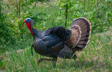 Male Turkey (Tom) in full display. This is the Rio Grande subspecies of Meleagris gallopovo, the wild turkeys introduced in California. 