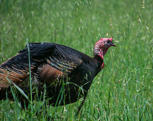 Young male Turkey (Tom) closeup. This is the Rio Grande subspecies of Meleagris gallopovo, the wild turkeys introduced in California. 