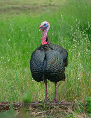 Turkey (Tom).  Closeup of a young male. This is the Rio Grande subspecies of Meleagris gallopovo, the wild turkeys introduced in California. 