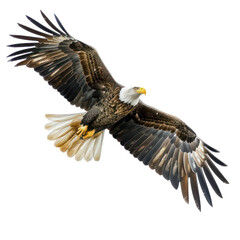 Obraz premium American Eagle is flying isolated on transparent background