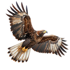 Obraz premium American Eagle is flying isolated on transparent background