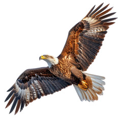 Obraz premium American Eagle is flying isolated on transparent background