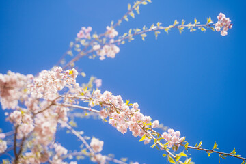 Close-up shots capture the vibrant pink cherry blossoms blooming during springtime in Japan.