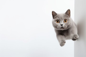 Full-length portrait photography of a funny british shorthair cat wall climbing on minimalist or empty room background