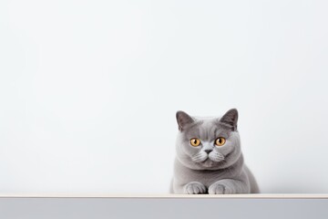Environmental portrait photography of a cute british shorthair cat staring in minimalist or empty room background