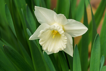 Close-up of beautiful white narcissus flower Trumpet Narcissus Daffodil Mount Hood. Springtime landscape, fresh wallpaper, nature concept