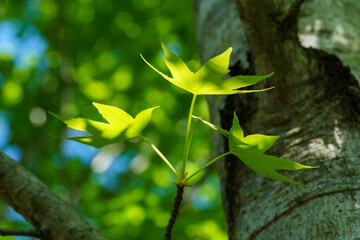 Young branch of Liquidambar styraciflua or American sweetgum with fresh green leaves against the gray trunk background. Amber tree twig in spring garden