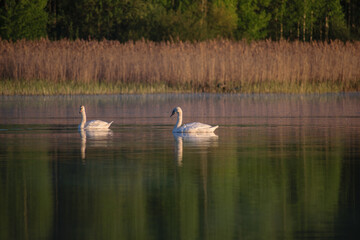 swans on the lake