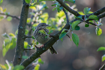 Tree Pipit on a branch