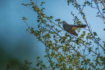 Common Cuckoo on a branch