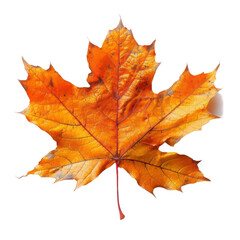 Maple leaf isolated on transparent background