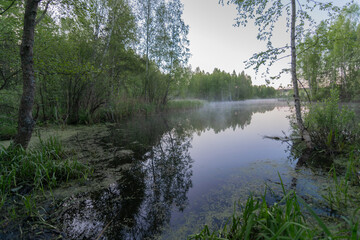 morning in the forest