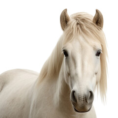 Obraz premium PNG Horse stallion portrait animal.