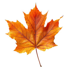 Maple leaf isolated on transparent background