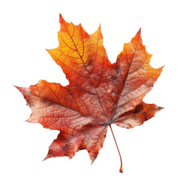 Maple leaf isolated on transparent background