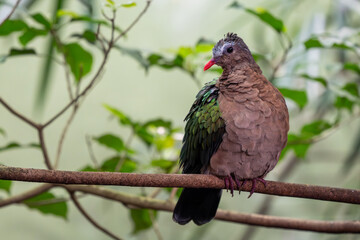 Emerald Dove - Chalcophaps indica, beautiful colored pigeon from Asian forests, Sri Lanka.
