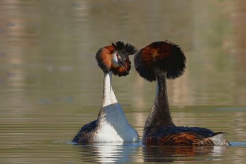 great crested grebe in water