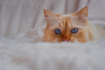 Blue-eyed cat lying on a fluffy white blanket