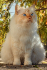 Fluffy blue-eyed cat sitting upright in the shade under a tree