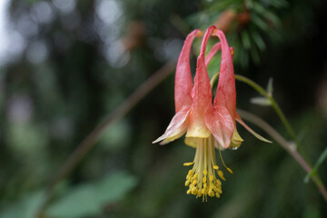 wild columbine flowers