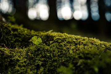 Grüner Wald, Wald in Deutschland, Flora, Pflanzen im Wald, Wachstum im Wald, Frühling