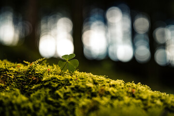 Grüner Wald, Wald in Deutschland, Flora, Pflanzen im Wald, Wachstum im Wald, Frühling