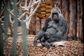 Mother gorilla with her baby at the zoo