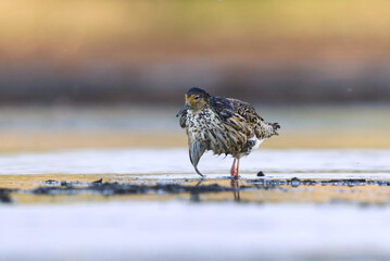 Ruff (Calidris pugnax) male feeding in the wetlands in summer.	

