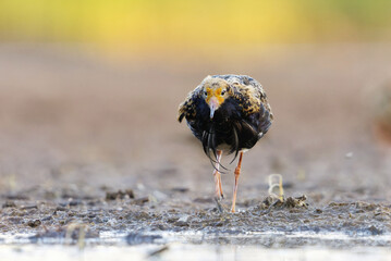 Ruff (Calidris pugnax) male feeding in the wetlands at dawn in summer.	
