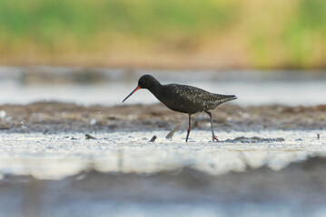 Spotted redshank (Tringa erythropus) looking for food in the wetlands in summer.	

