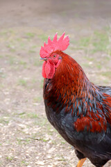 profile view of a big beautiful rooster head, male chicken with comb looking to the side