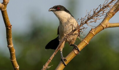 An African Red eyed bulbul on a tree branch in extreme close up